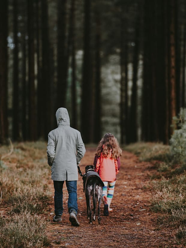 A Greyhound dog enjoying a walk on a trail with the family.