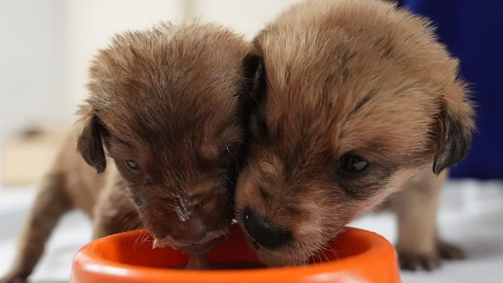 Puppies, found about to freeze, seek forever home in Turkiye's Duzce