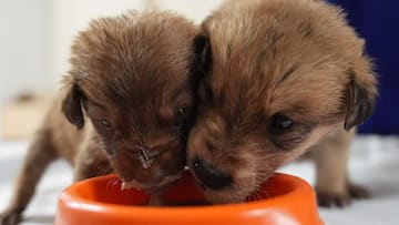 Puppies, found about to freeze, seek forever home in Turkiye's Duzce