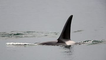 An orca belonging to the T99 pod of Transient/Bigg’s killer whales swims off the shore of Bremerton, Wash. 