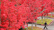 Vibrant maple leaves create a colorful canopy for a person exiting the parking lot of the Olympic College campus in Poulsbo, Wash, last October.