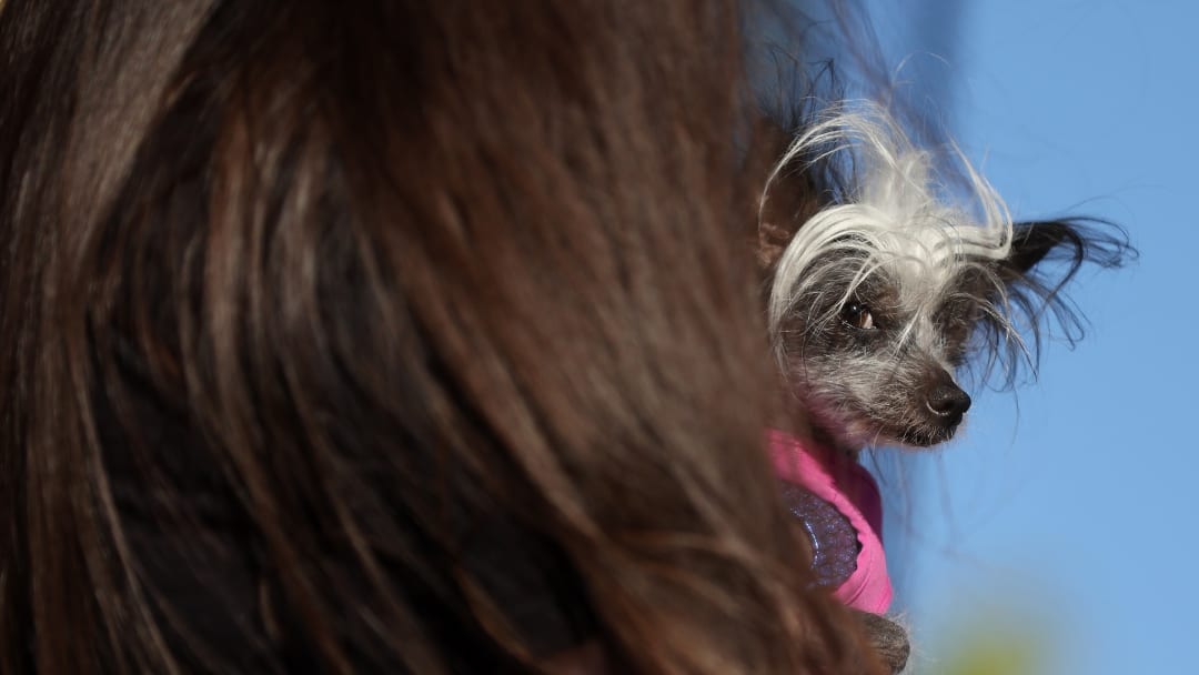 World's Ugliest Dog Awards Held At The Sonoma-Marin Fair In California