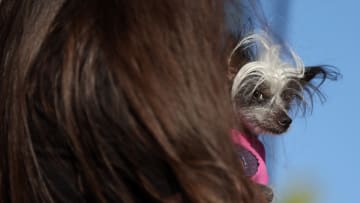 World's Ugliest Dog Awards Held At The Sonoma-Marin Fair In California