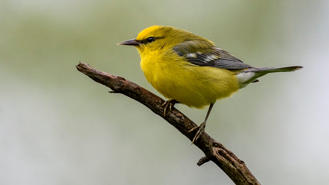 A male blue-winged warbler.
