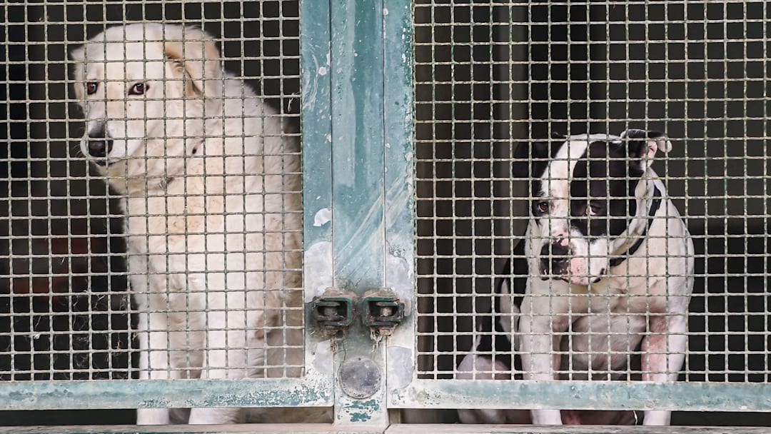 Sterilization and shelters are key to tackling stray animals in Italy