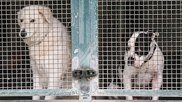 Sterilization and shelters are key to tackling stray animals in Italy