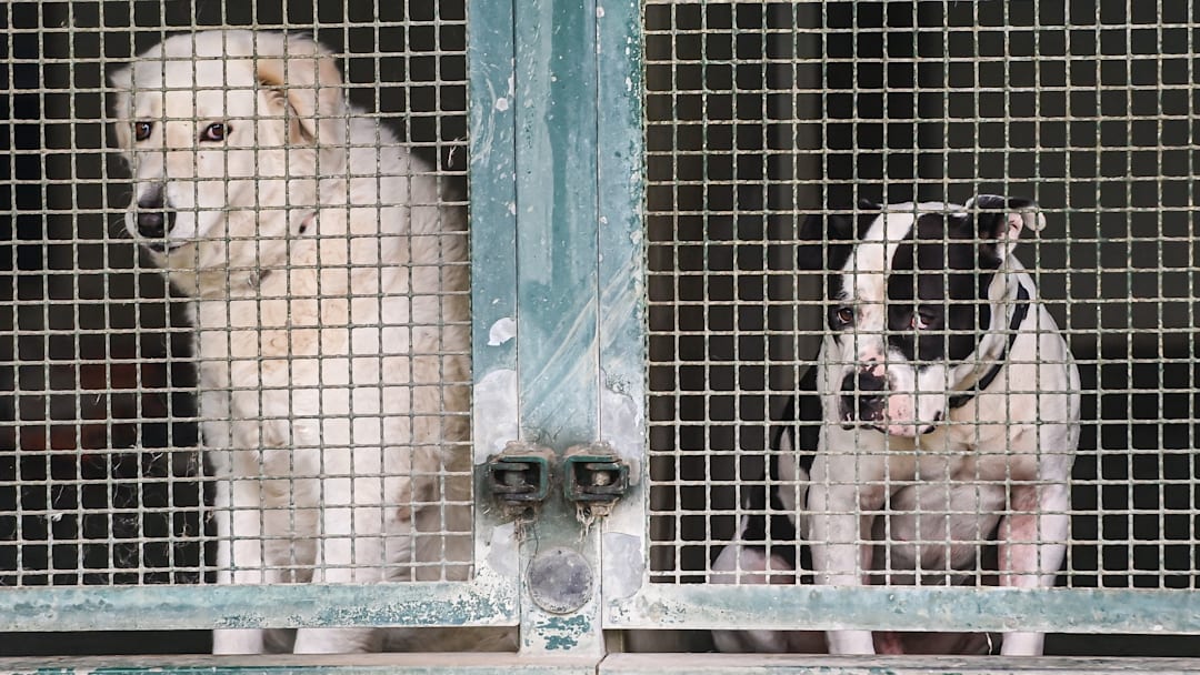 Sterilization and shelters are key to tackling stray animals in Italy