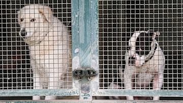 Sterilization and shelters are key to tackling stray animals in Italy
