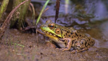 This green frog could be contemplating a big change.