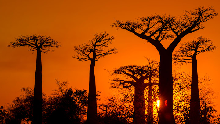 Sunset at Baobab Alley (Grandidier's Baobab trees Adansonia...