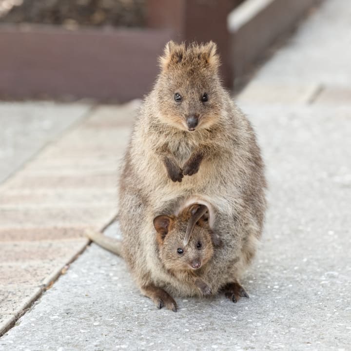 A mother quokka with a baby in her pouch