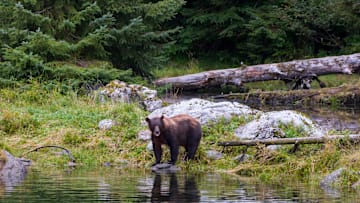 A bear on Baranof Island within the Tongass National Forest, Alaska
