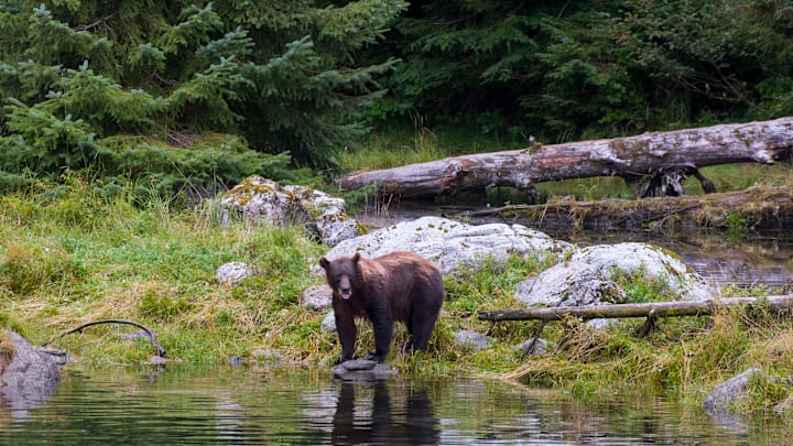 A bear on Baranof Island within the Tongass National Forest, Alaska
