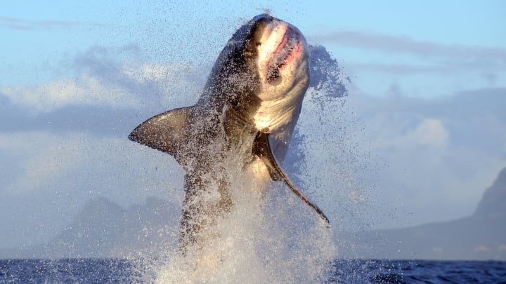 A great white shark breaches at Seal Island, False Bay, South Africa.