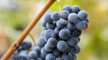 Grapes, Pepper Tree Winery, Australia