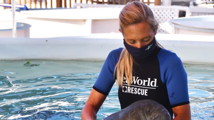 Senior Animal Specialist Kelly Cluckey walks a young manatee over to the edge of the pool to tube feed a young manatee. SeaWorld in Orlando is presently treating 30 sick manatees in varying degrees of health.

Seaworld Manatees