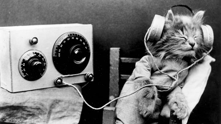 Radio Cat Radio Cat