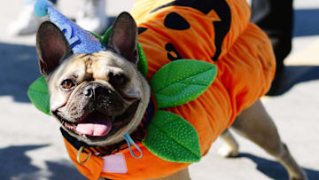 Haute Dog Howl'oween Parade