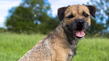 Border Terrier in a grassy field