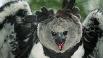 A harpy eagle.
