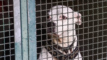Sterilization and shelters are key to tackling stray animals in Italy
