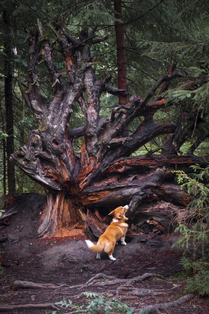 A small puppy of a dog of the Welsh Corgi Pembroke breed in a fairy forest at a huge root of a tree