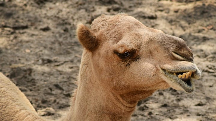 A Dromedary camel seems to attempt a smile for the camera. A Dromedary camel seems to attempt a smile for the camera.