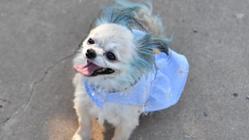 A small dog is dressed up for the third annual doggie Halloween costume contest at a Wichita Falls dog park on Saturday, Oct. 19, 2024.