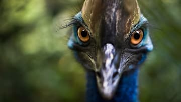 Beware the cassowary.