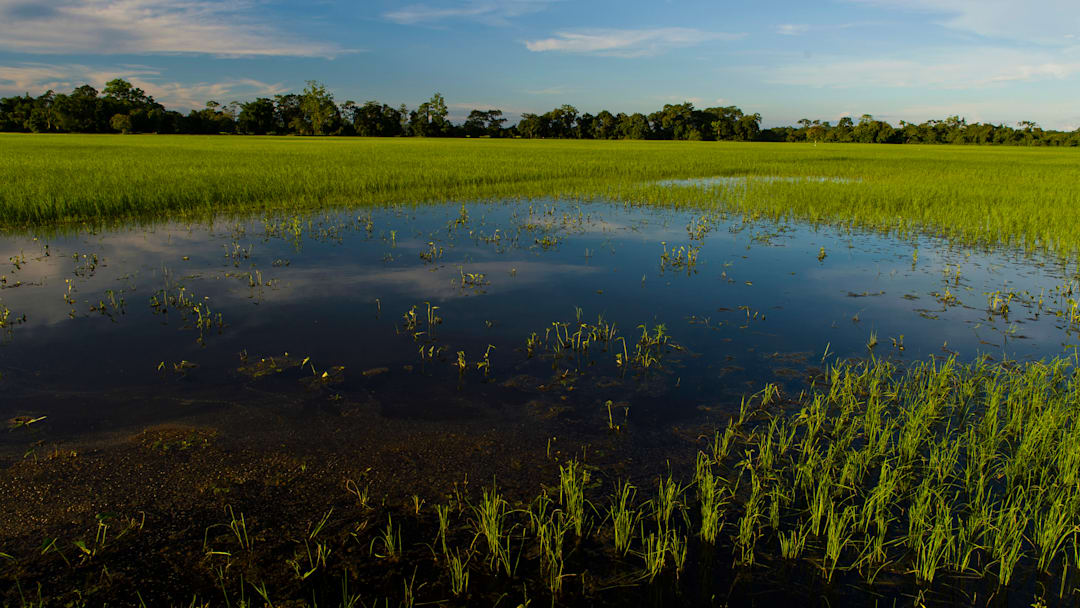 A lush green paddy field on Majuli island. Majuli is the...