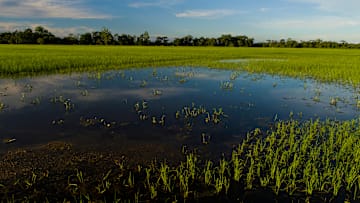 A lush green paddy field on Majuli island. Majuli is the...