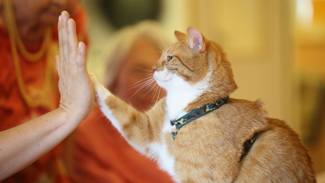 Cat Brings Therapy And Delight To The Elderly