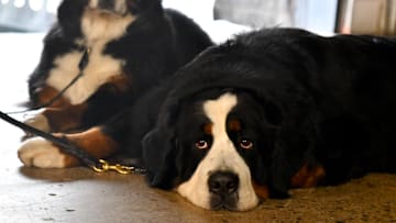 Canine Breeds Compete In National Dog Show Held Outside Of Philadelphia