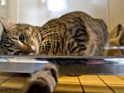 Household Pets Become Latest Victims Of Foreclosure Crisis