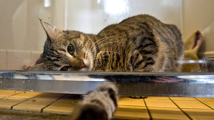 Household Pets Become Latest Victims Of Foreclosure Crisis Household Pets Become Latest Victims Of Foreclosure Crisis
