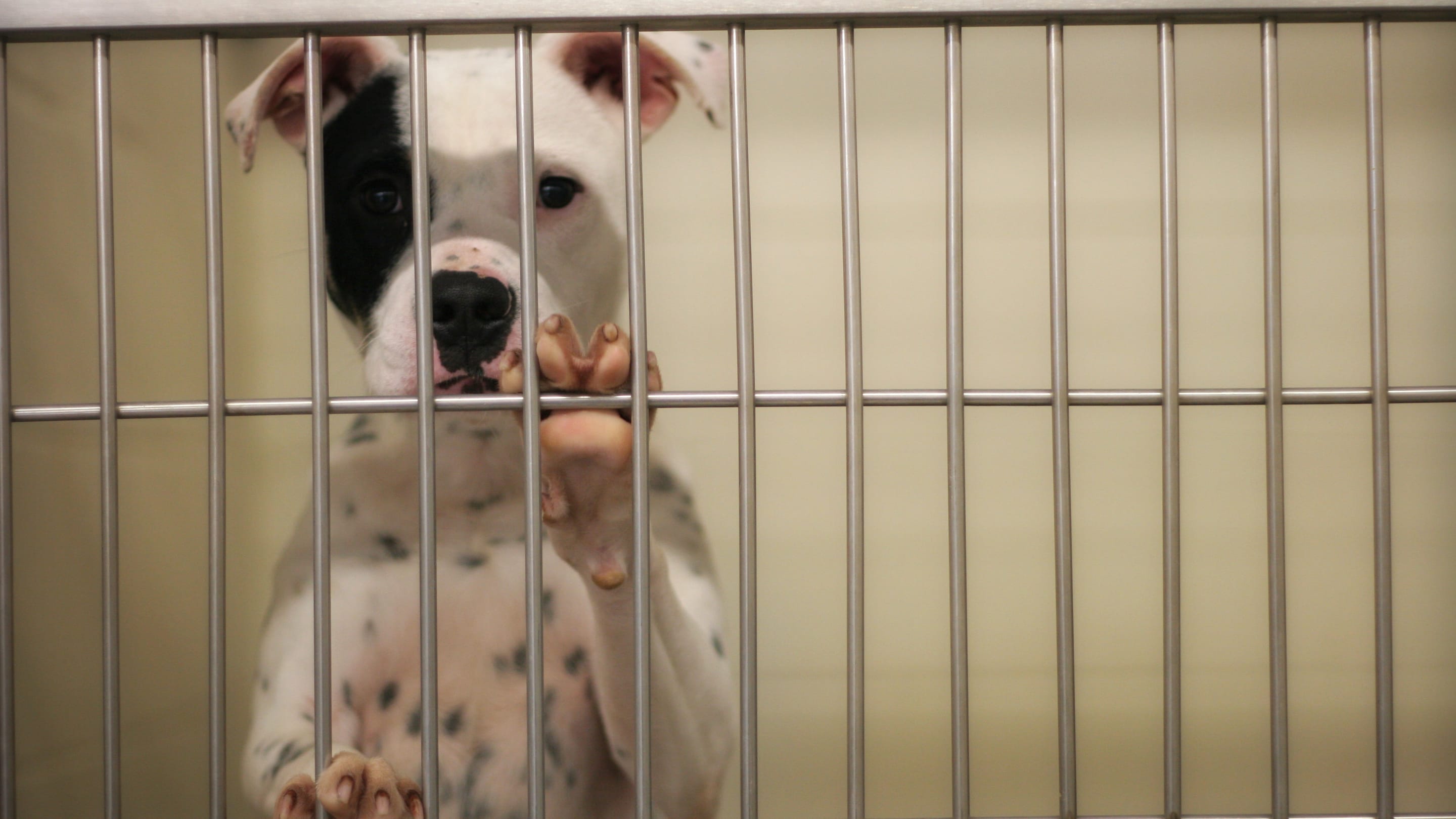 Map Shows the Cities That Have the Most Dogs Waiting to Be Adopted