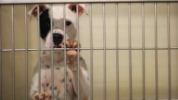 Too many dogs are facing long waits to be adopted.
