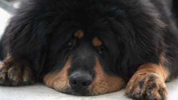 A Tibetan Mastiff Exposition Held In China