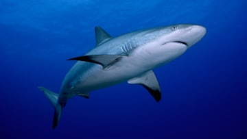A close-up of a reef shark.