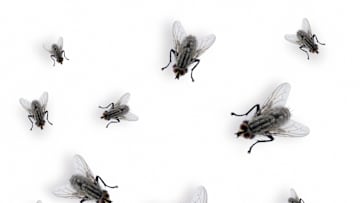 They might seem icky, but we can‘t live without them.