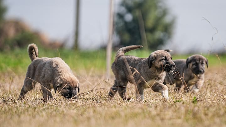 There is a 6-month queue for purebred Akbash and Kangal puppies raised in TIGEM