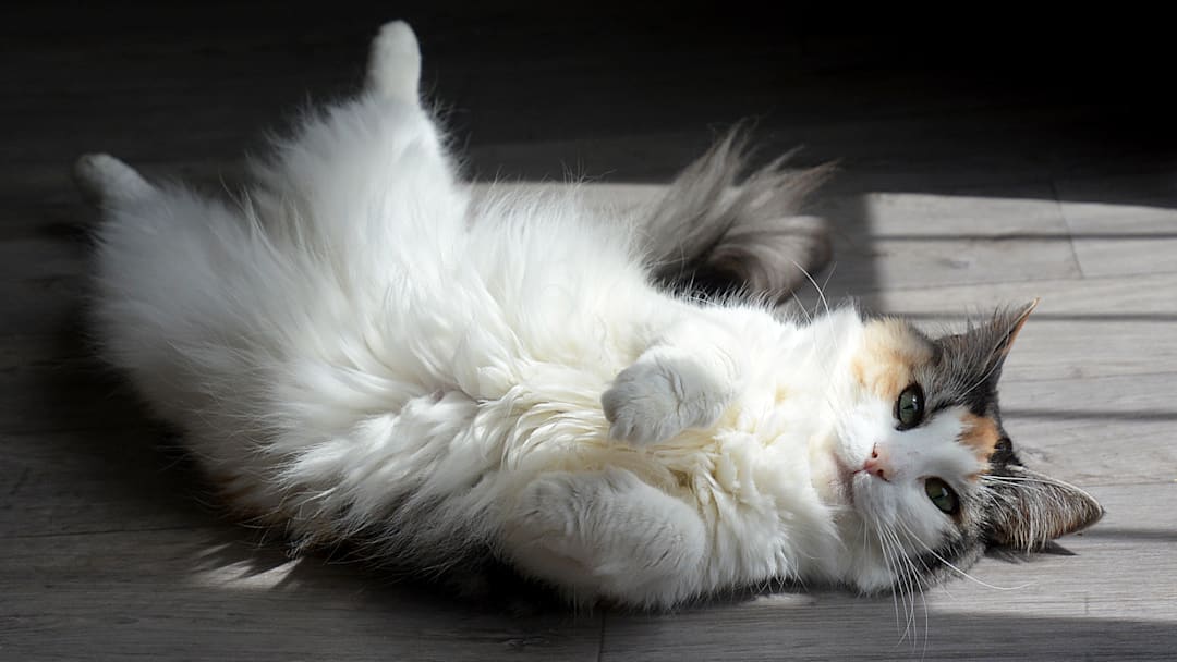 Cats are pretty good at regulating their temperature. Cats are pretty good at regulating their temperature.
