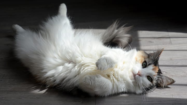 Cats are pretty good at regulating their temperature.