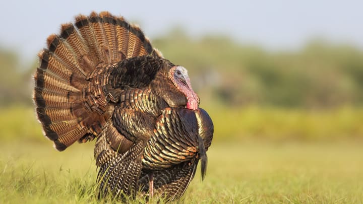 The majestic turkey