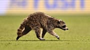 May 15, 2024; Philadelphia, Pennsylvania, USA; A raccoon runs on the field in the first half between
