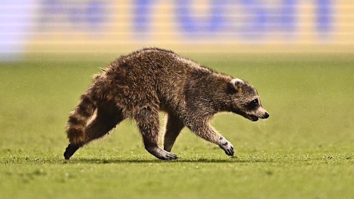 May 15, 2024; Philadelphia, Pennsylvania, USA; A raccoon runs on the field in the first half between May 15, 2024; Philadelphia, Pennsylvania, USA; A raccoon runs on the field in the first half between