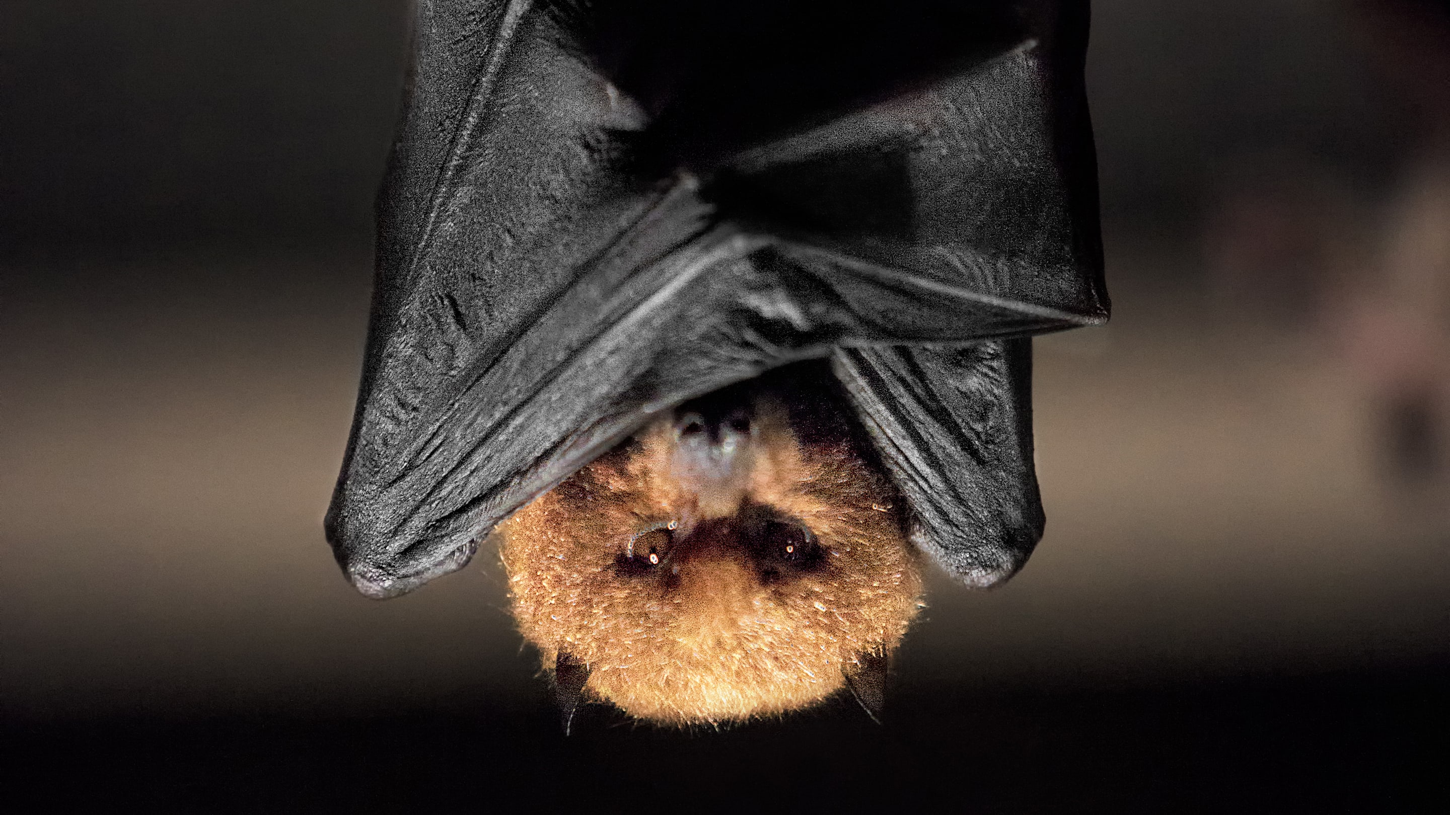 Can You Spot the Sleeping Bat Hiding Among the Tools?