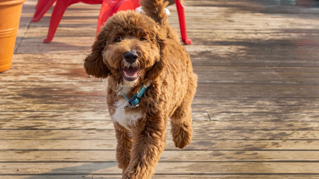 A happy dog appoints itself the greeter during Yappy Hour at the Wonder Bar in Asbury Park. Our Shore Towns: Asbury Park