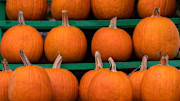 A variety of gourds and pumpkins in all shapes and sizes are found at Russell Farms, Sunday, Oct. 19, 2025 in Noblesville. “We try to make sure that we have the best variety of gourds at our place,” says one of the pumpkin patch’s owners, Laura Russell.