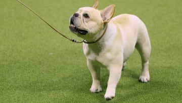 147th Annual Westminster Kennel Club Dog Show Presented by Purina Pro Plan